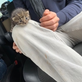 子猫の里親募集中🐱