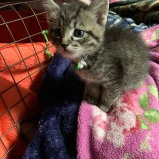 お話し中・・・【サバトラ】毛足ちょっと長めでモフモフふふわふわ★...