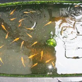 メダカの稚魚20匹MIX　6/23午前中引き取り限定