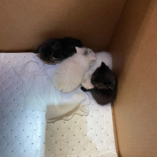 (保護猫)4匹かわいい子猫です