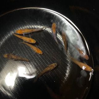 雲州３色の有精卵の画像