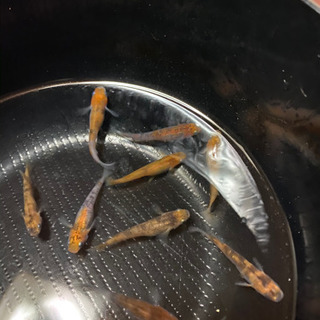 雲州３色の有精卵の画像