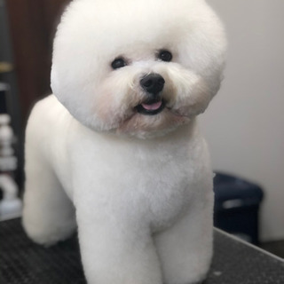 北摂 犬の美容室 トリミングサロン Mashulo(マシュロ)