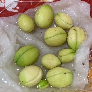 発芽したビワの種　栽培用の画像