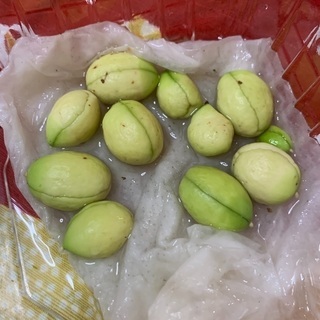 発芽したビワの種　栽培用の画像