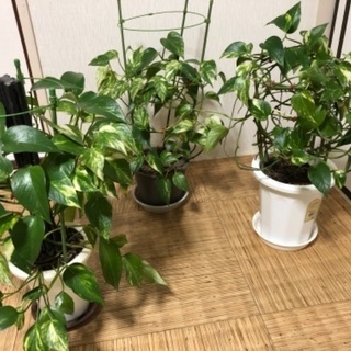 ポトス　観葉植物 お1ついかがですか？