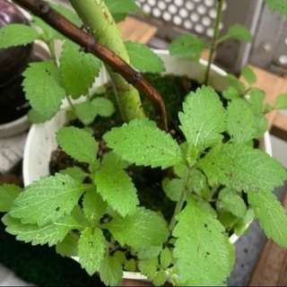 三尺バーベナ　ヤナギハナガサ　苗の画像