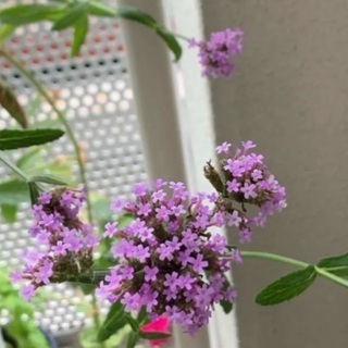 三尺バーベナ　ヤナギハナガサ　苗の画像