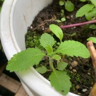 三尺バーベナ　ヤナギハナガサ　苗の画像