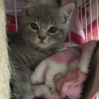 家族見つかりました。^ - ^ - 猫