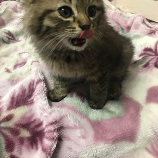 家族見つかりました。^ - ^ - 里親募集