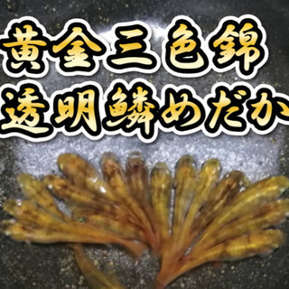 黄金三色錦透明鱗めだかのタマゴ