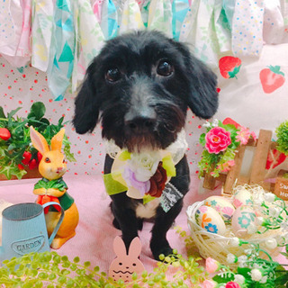 黒のダックスとビションのハーフ　1歳🚹