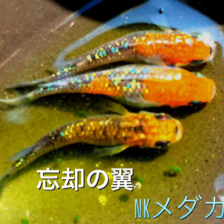 NKメダカCLUB 忘却の翼　マリンブルーメダカ　有精卵セット