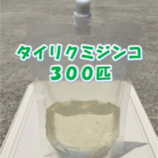  タイリクミジンコ 300匹 以上