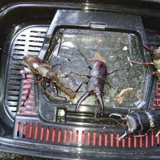 佐賀にきて１年半、男女共に歌、音楽好き、自然遊び、DIY好き集合！！ − 佐賀県
