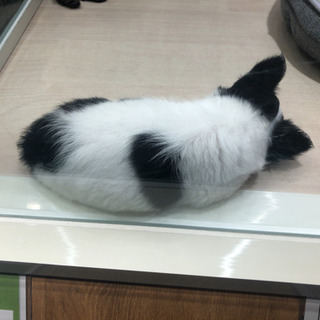 【犬友募集】子犬を飼っている方、ふれあい会しませんか？
