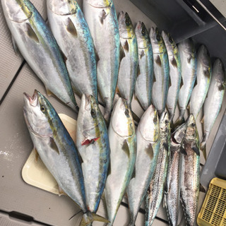 鳥羽、志摩沖で釣りをしたい人募集‼️ - 鳥羽市