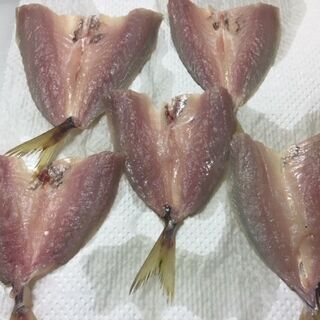 釣り仲間募集