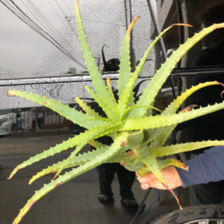 アロエ　切り株　残り僅かの画像