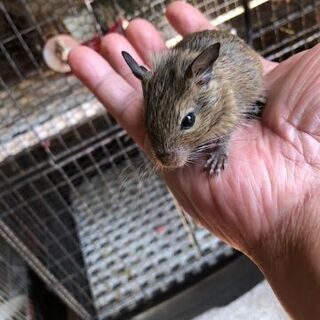 ３月末に生まれたデグーです。①