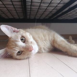 ひとなつっこい茶トラ少女です