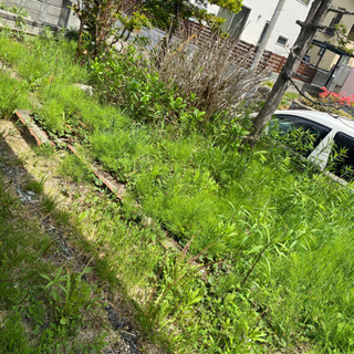 草むしり、伐採、手入れ枝切りなど