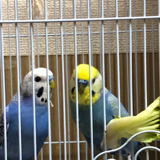 インコの里親募集