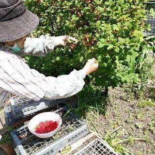 花壇ボランティアをしませんか？