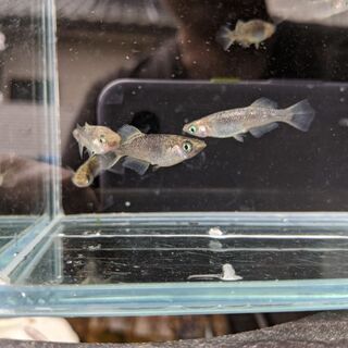 🐦白姫　成魚1ペア　