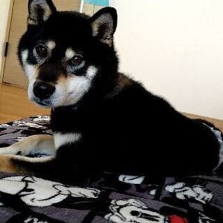 人懐っこい黒柴犬