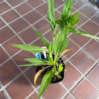 花苗　ストケシア　赤花