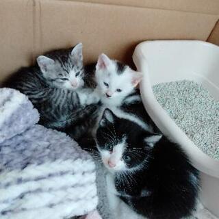 家の敷地内で野良猫が出産しました。