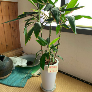 観葉植物