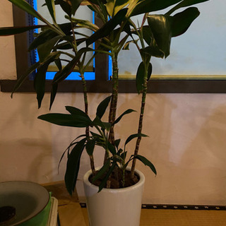 観葉植物の画像