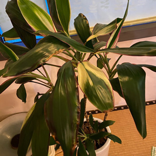 観葉植物の画像
