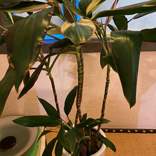観葉植物の画像