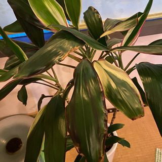 観葉植物の画像