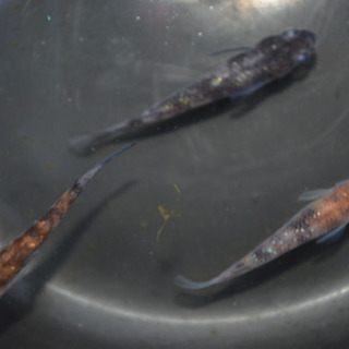 めだかの若魚稚魚30匹の画像
