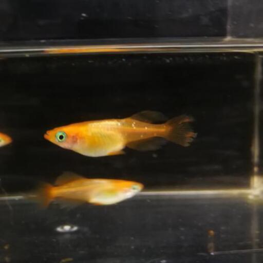 バタフライメダカ