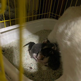 里親募集・猫の赤ちゃんが産まれました！愛護センター・保健所には連絡済み