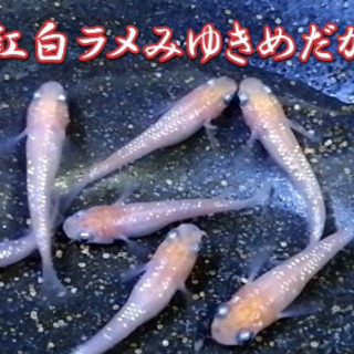 紅白ラメみゆきめだかのタマゴ