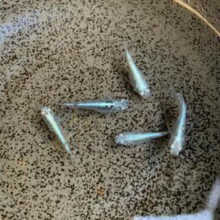 鯖の極み1ペア！