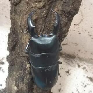 アマミヒラタクワガタ オス♂単品 何匹かいます。の画像