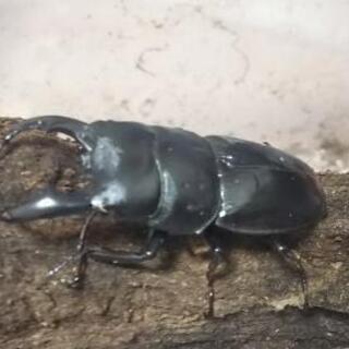 アマミヒラタクワガタ オス♂単品 何匹かいます。の画像
