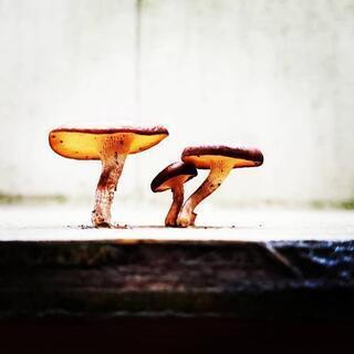 顕微鏡👀