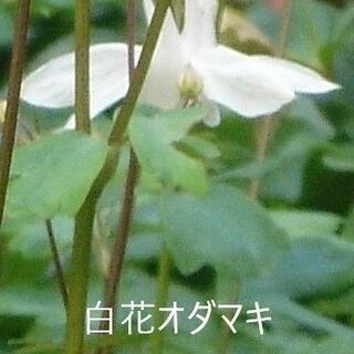 白花オダマキの種　１０粒