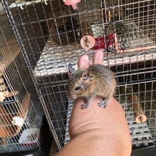３月末に生まれたデグーです。②