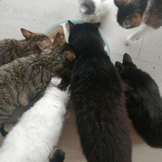 🌸保護猫さん達の為ご協力お願いたします。爪とぎ、ケージ、タオル類...
