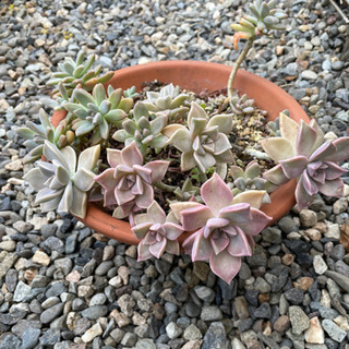 商談中！多肉植物2種類　鉢ごと